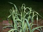 Allium sativum \'Ophioscorodon\'(seeds)